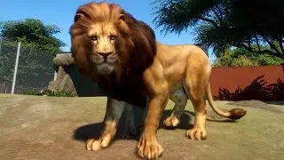 Planet Zoo - West African Lion Gameplay (PC HD) [1080p60FPS]