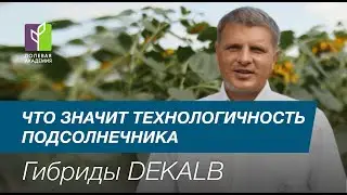 Важное качество подсолнечника - его технологичность