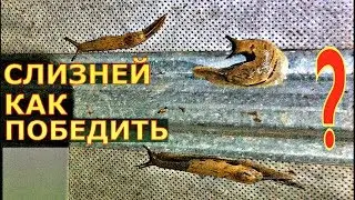БОРЬБА СО СЛИЗНЯМИ в РАЗНЫХ УСЛОВИЯХ. Обзор