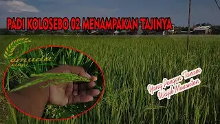 PADI KOLOSEBO 02 MENAMPAKAN TAJINYA