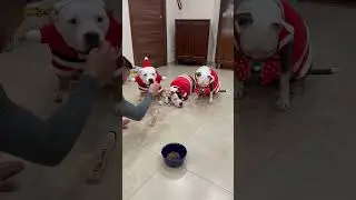 Ci metto la zampa e mangio!!!🐾🐶