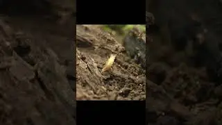 The beetle and its larva eat frogs.