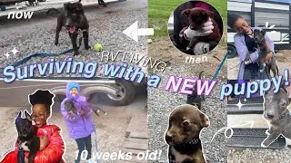 Surviving with a NEW puppy in an RV as a *FAMILY OF 6*  🐶 🦴