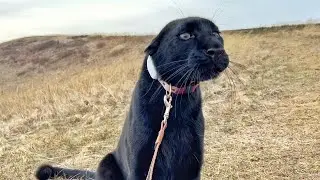 Walking with Luna the panther😂 Part 2. (ENG SUB)