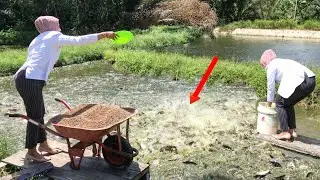 PNS Cantik Budidaya Ikan Patin Viral Peluang Usaha Tahun 2021 / 2022 ( Episode 2 )