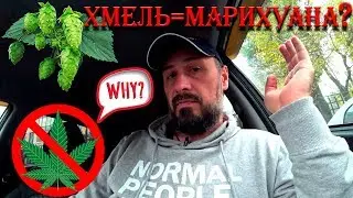 ХМЕЛЬ=МАРИХУАНА? СЕМЕЙСТВО КОНОПЛЕВЫЕ (CANNABACEAE)! ИДЕЯ НА МИЛЛИОН! 18+