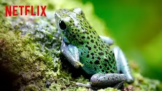 Poison Dart Frogs 🐸 Life in Color with David Attenborough | Netflix After School