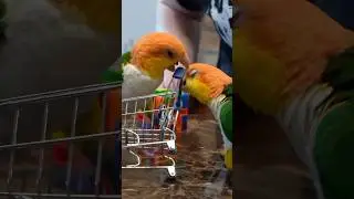 Parrot Shopping 🛒