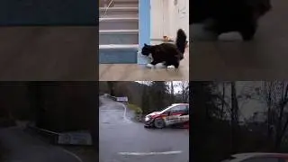 World Rally Cat