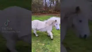 Funny Miniature horse TikTok! 🤣🐴