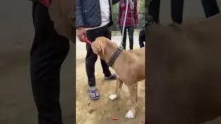 Pitbull Dog Eat Carrots 🥕