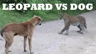 LEOPARD VS DOGS! Leopard attacks dogs Leopard in action PART 6
