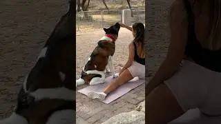 Epic Workout Dog Fails - Dog Edition! 😂🐕 #dog #funnyvideo #fitness