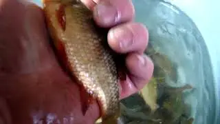 карася.
