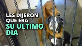 Estas dos perritas se abrazaron y esperaron su final