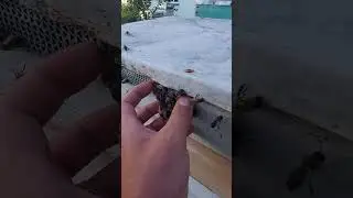 трутни #shorts пчеловодство для всех
