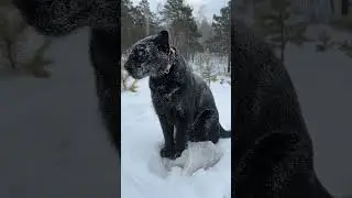 Panthers in the snow 👀