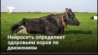 Приложение Ida определяет здоровье коров по движениям с помощью нейросетей