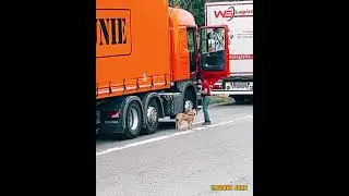 Дальеобойщицу охраняет пёс 🐕 