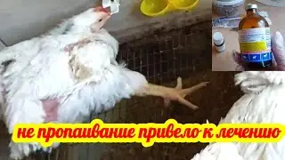 Мои бройлеры сели на ноги, что делать. Как переработать помёт от бройлеров в качественное удобрение