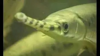 Панцирная щука или рыба-аллигатор (лат. Lepisosteidae)