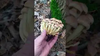 🔶ВНИМАНИЕ🔶 (Ложные опята) Будьте бдительны!! Сбор грибов 2022