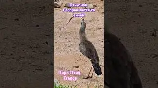 ПТИЦА РАСПРАВЛЯЕТСЯ СО ЗМЕЁЙ / ПАРК ПТИЦ ФРАНЦИЯ / Parc des Oiseaux France