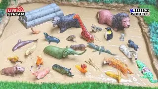 Amazing African Safari and Colorful Animals Muddy Adventure Live | Kidiez World TV