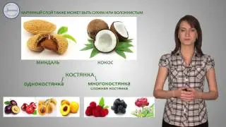 Биология 6 класс. Плод орган защиты и расселения семян