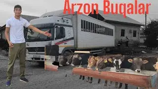 Shermuhammad Bugun Buqani Uddarlarini Olib Keldi Narxlari Zo'r Joyidan 4-noyabr, 2024