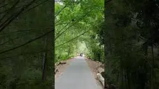 Peace of mind and eyes. Road inside a village in Narail, Bangladesh. 