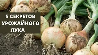 КАК ВЫРАСТИТЬ КРУПНЫЙ ЛУК  СЕКРЕТЫ ВЫРАЩИВАНИЯ