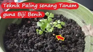 KEBUN BANDAR | Uncle Garden Shows More Tips And How To Plant Coriander Leaves Using Seeds