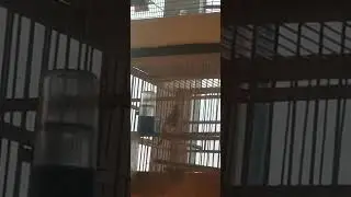 пение кенаря