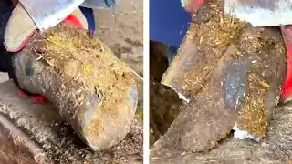 The 7 most suffering donkeys in history! A collection of wonderful videos of donkey hoof repair