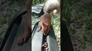 Гладибельная белка / Stroked the squirrel