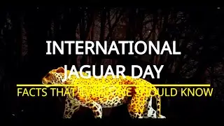 The Untold Story of international jaguar day