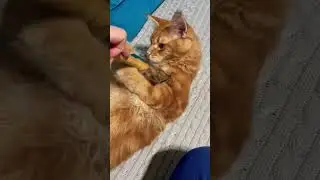 Непоседа #котик #мейнкун