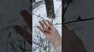 снег в Москве 8 апреля