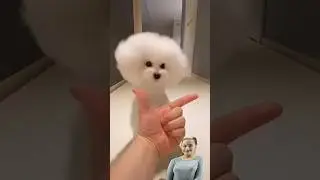 Dogs cute🐕 || dog lovers dog🐕 dogs#shorts #trending #youtubeshorts#dogsofinstagram best