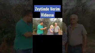 Zeytin Ağacı Verim Gübresi - Zeytinde Gübreleme