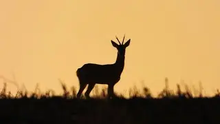 Одинокий самец Косули в жаркой степи Херсонской области