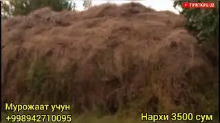 ЗУДЛИК БИЛАН ЁРИНЖА СОТИЛАДИ