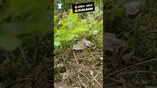 ✅дары леса земляника черника грибы лисички 