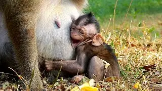 No milk!! Baby monkey doesn't stop crying for milk to annoy mom