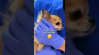 CARPAL HYPEREXTENSION IN DOGS