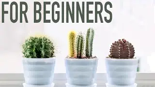 3 EASY CACTI FOR BEGINNERS