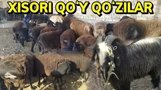 QOʻY QOʻZI ECHKI NARXLARI SURXONDARYO SARIOSIYO PAYSHSNBI BOZORI 2021