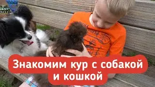 Знакомим кур с собакой и кошкой!