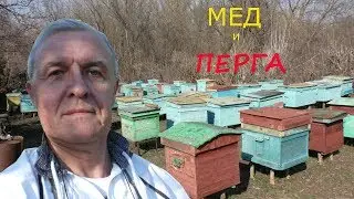 Как собрать много меда? Запас меда и перги в улье - основа высокого медосбора.